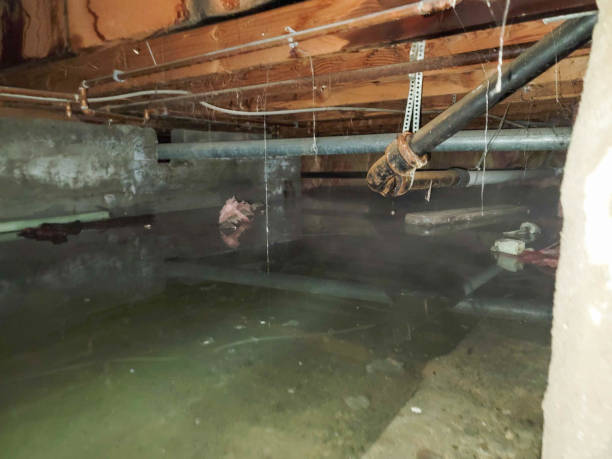  Whitney, NV Water damage restoration Pros